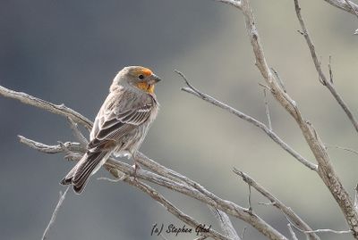 House Finch (male)