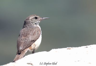 ALL OTHER BIRDS