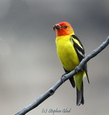 ALL OTHER BIRDS