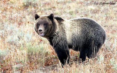 Grizzly Bear