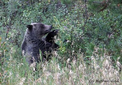 Bears