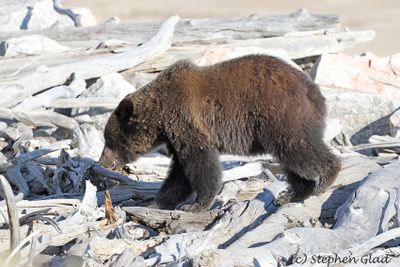 Grizzly Bear