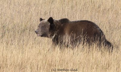 Grizzly Bear