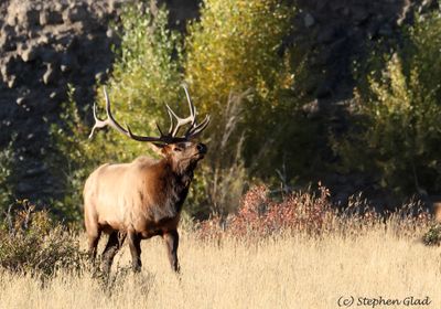 Bull Elk