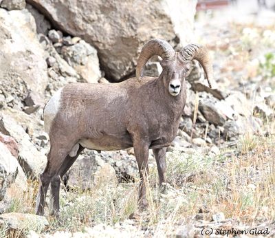 Big Horn Sheep