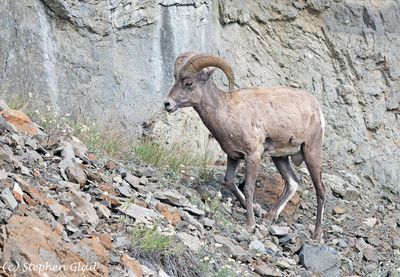 Sheep and Goats