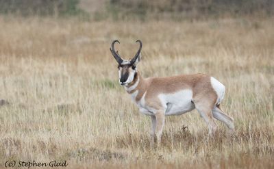 Pronghorn Antelope