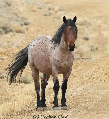 Weasels, Marmots and other mammals