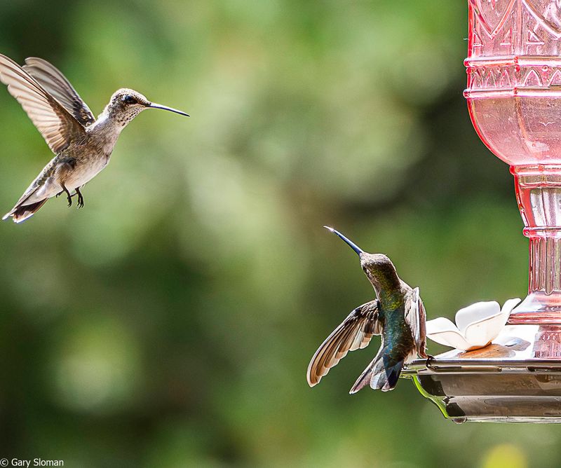 Black Chinned Hummingbirds?