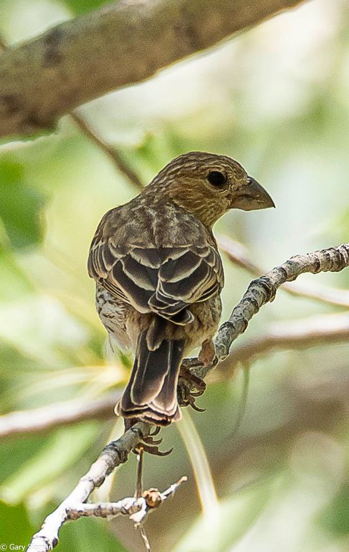 House Finch