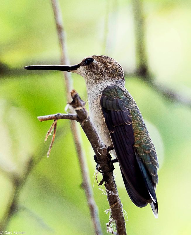 Ruby Throated Hummingbird-Female or Juvenile