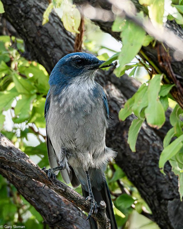Scrub Jay