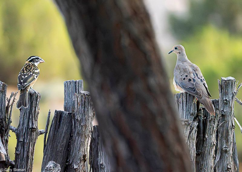 Black Headed Grosbeak/Mourning Dove