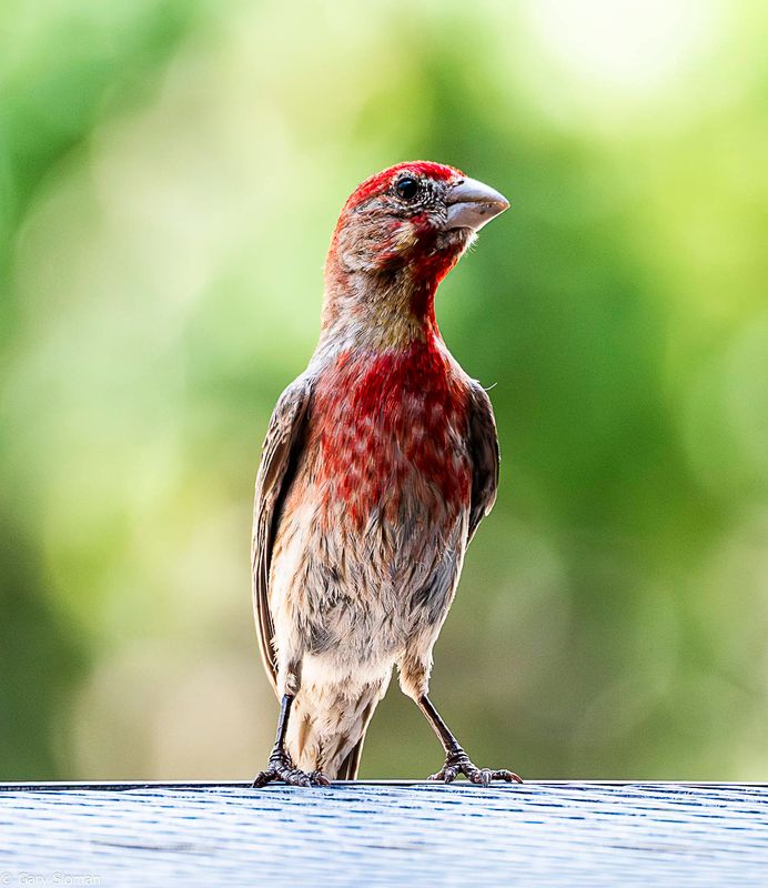 Purple Finch