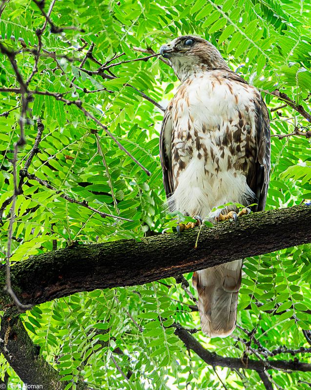 Red-Tailed Hawk
