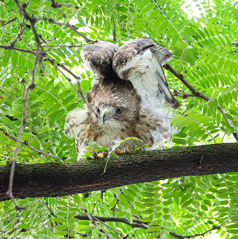 Red Tailed Hawk