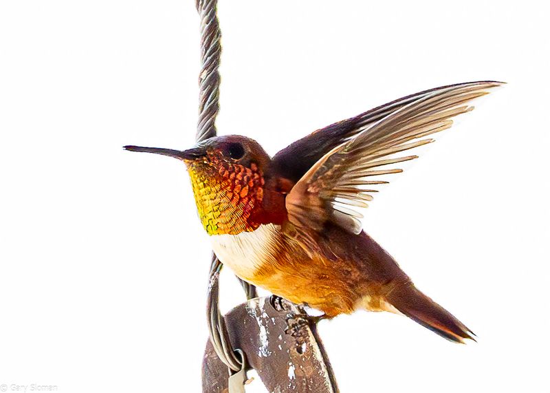 Roufous Hummingbird