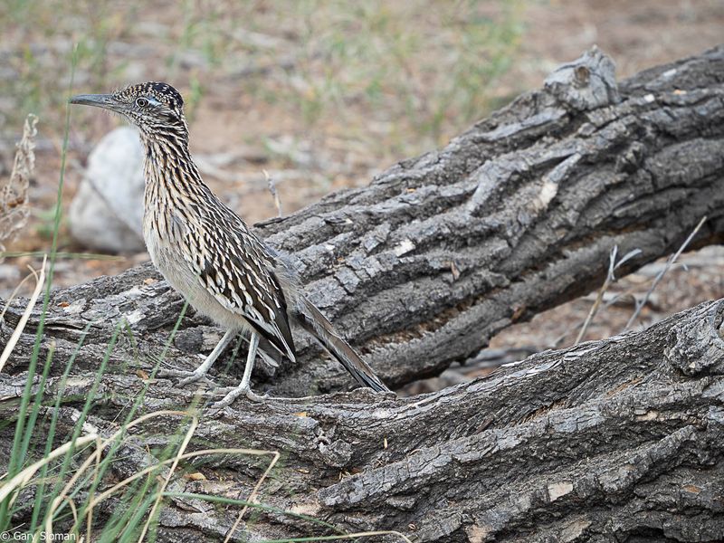 Road Runner