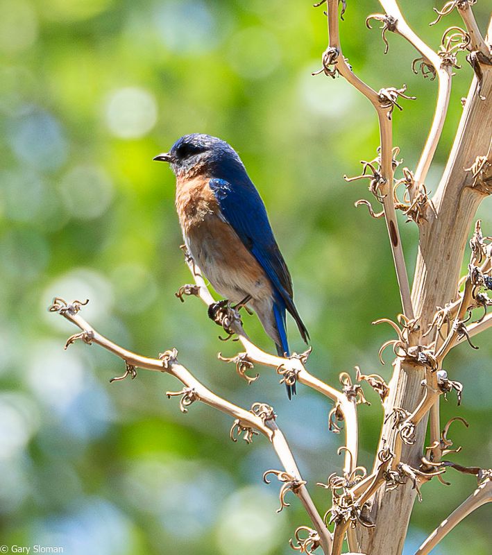 Eastern Blubird