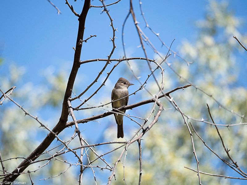 Eastern Phoebe