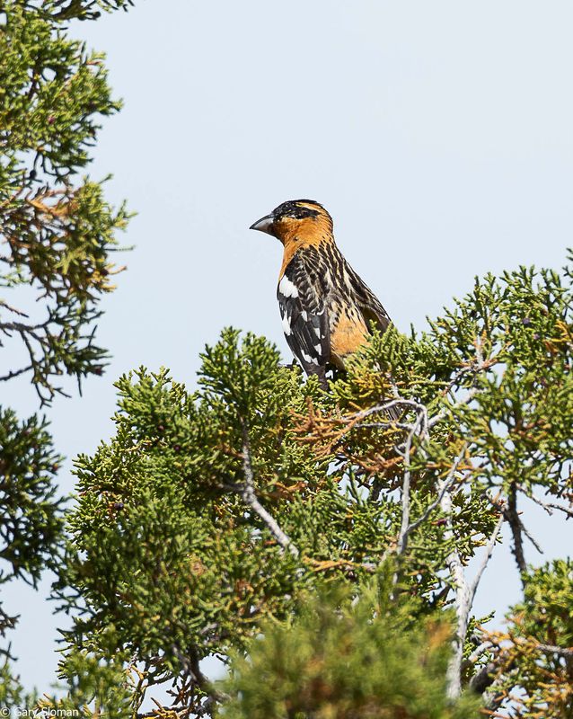 Black-headed Grosbeak
