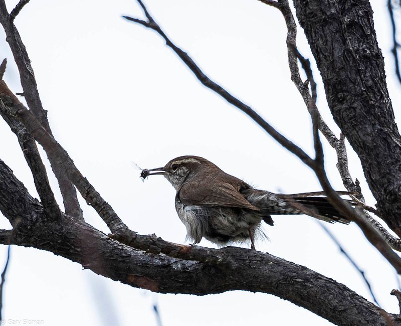 Bewick's  Wren