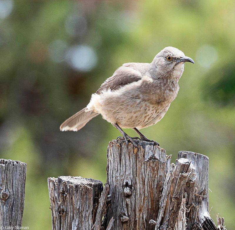 Curve Billed Thrasher