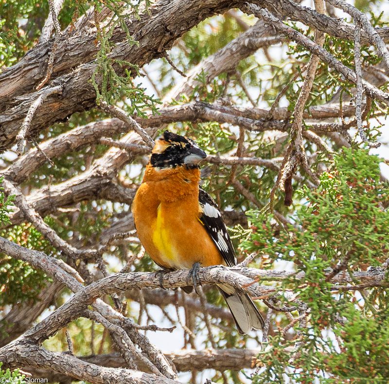 Black-headed Grosbeak