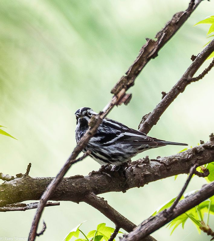 Black and White Warbler