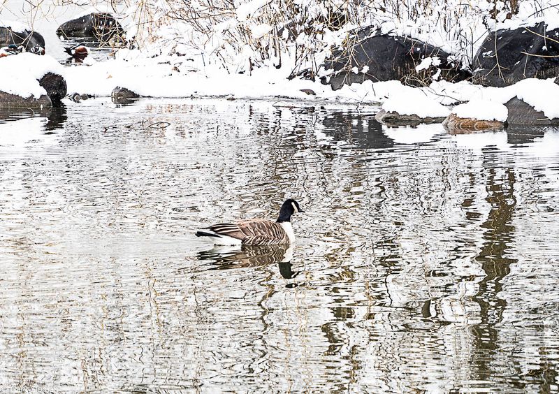 Canada Goose