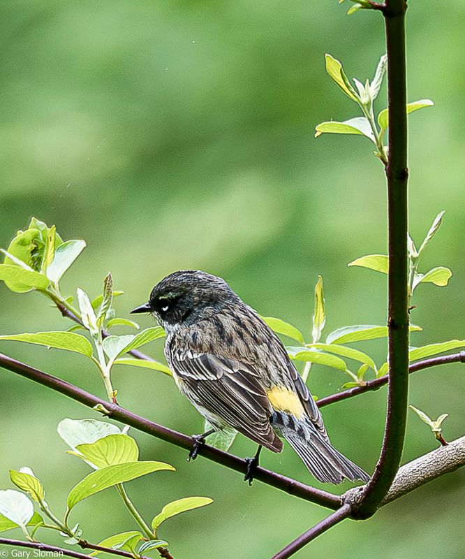 Myrtle Warbler