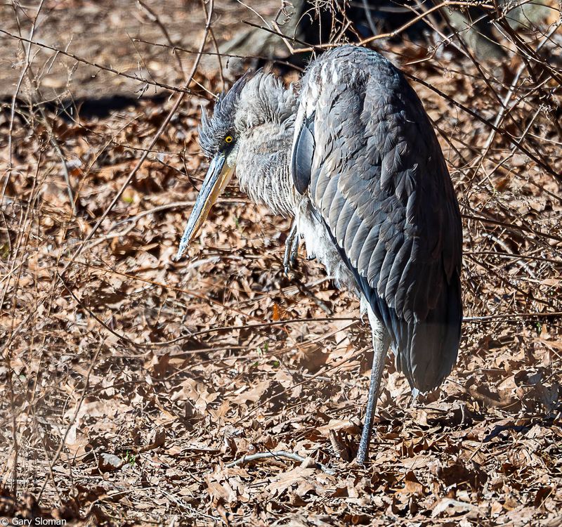 Great Blue Heron
