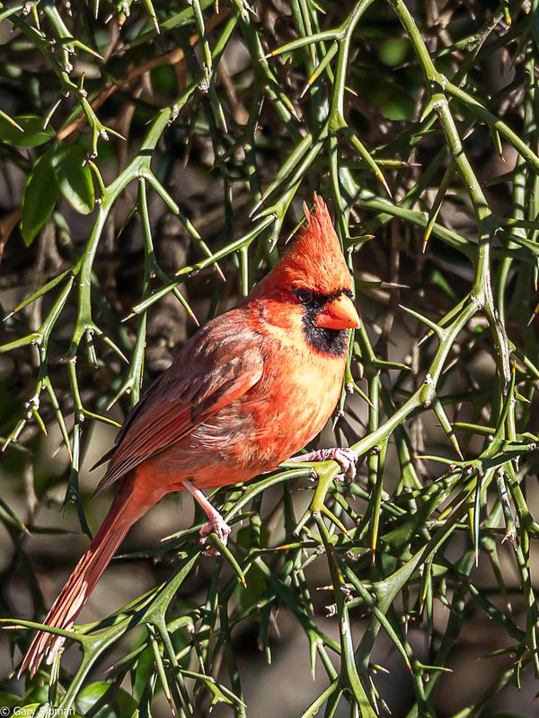 Northern Cardinal-Male