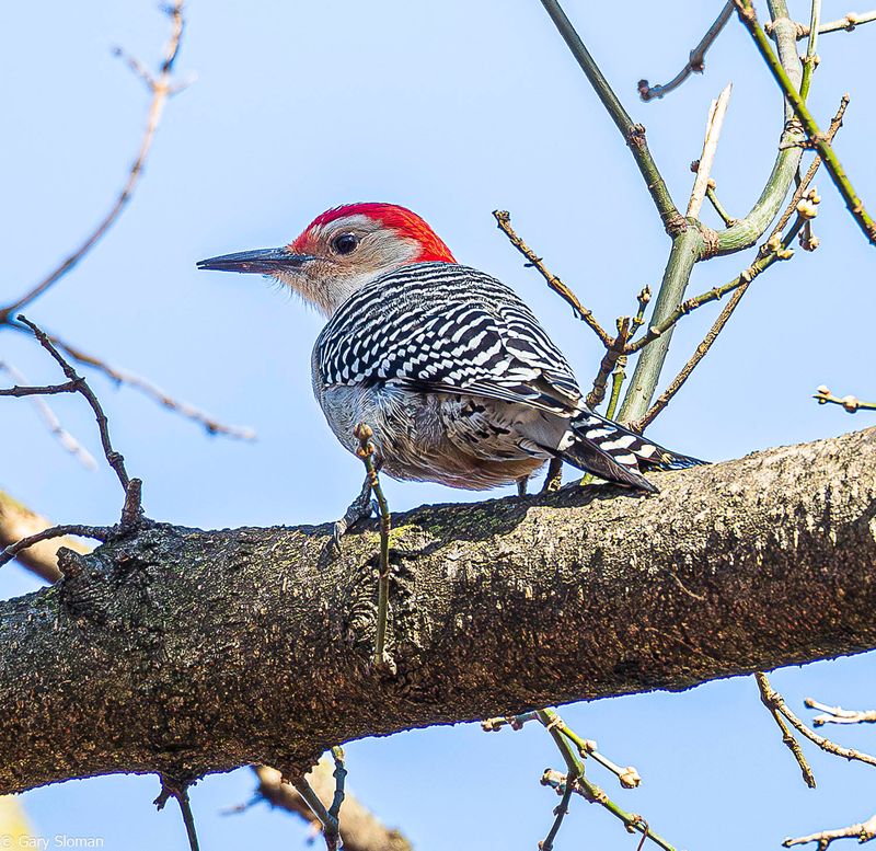 Red-Bellied Woodpecker