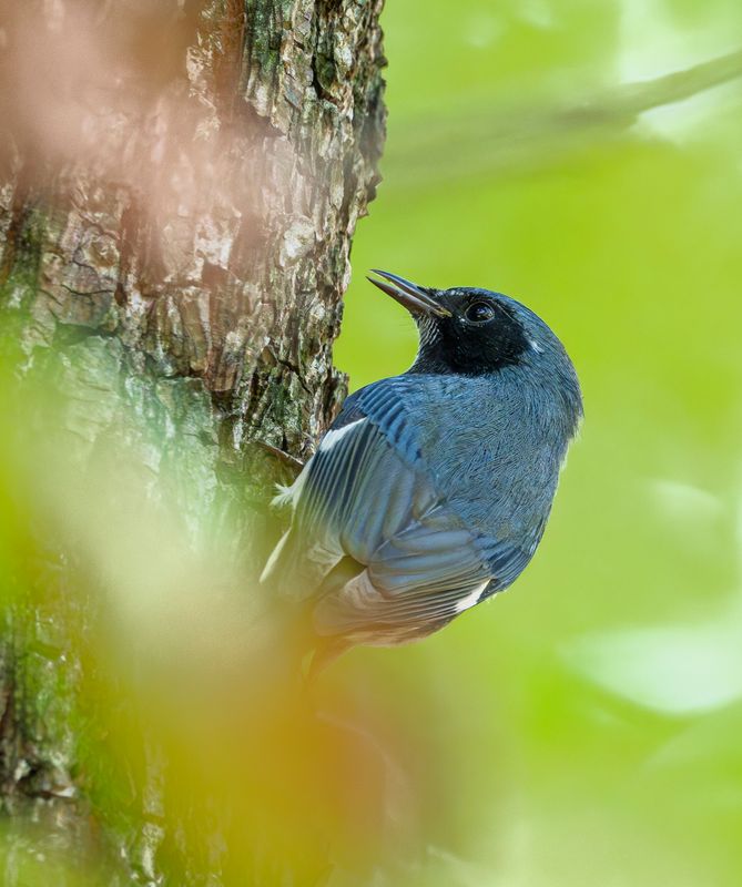 Black Throated Blue Warbler