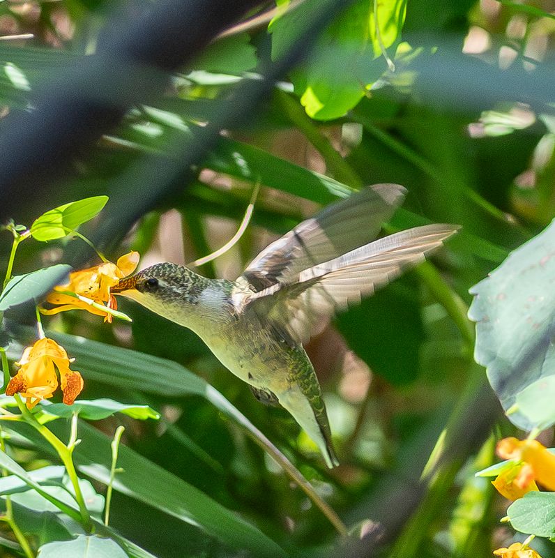 Ruby Throated Hummingbird - Female1