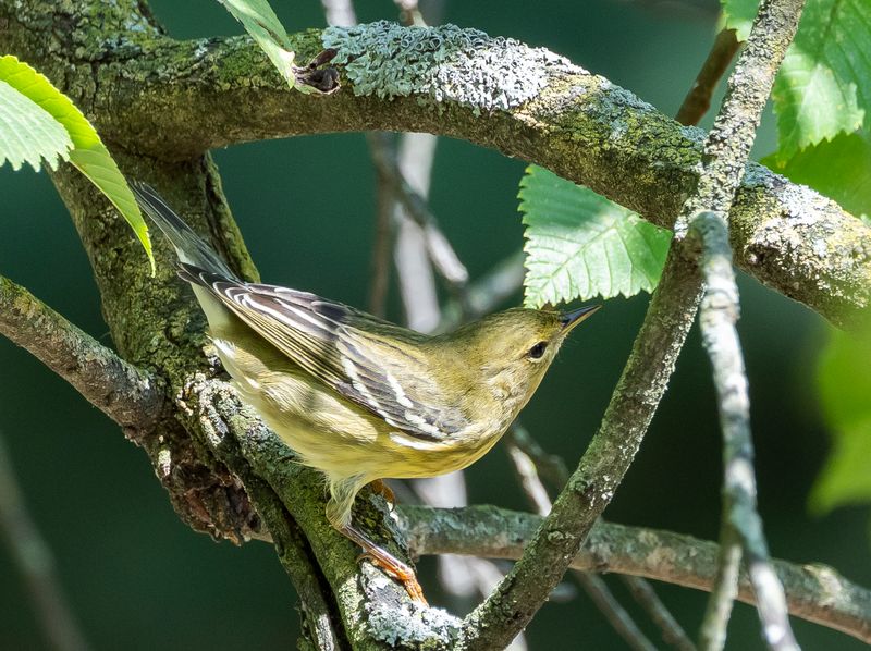 Blackpoll Warbler