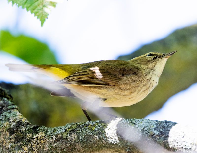 Palm Warbler