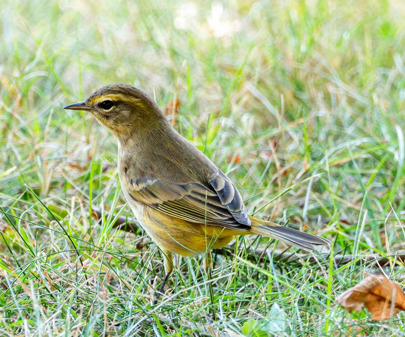 Palm Warbler