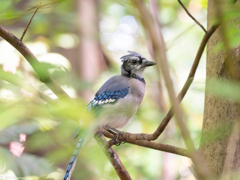 Blue Jay