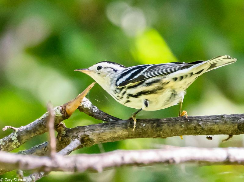 Black and White Warbler