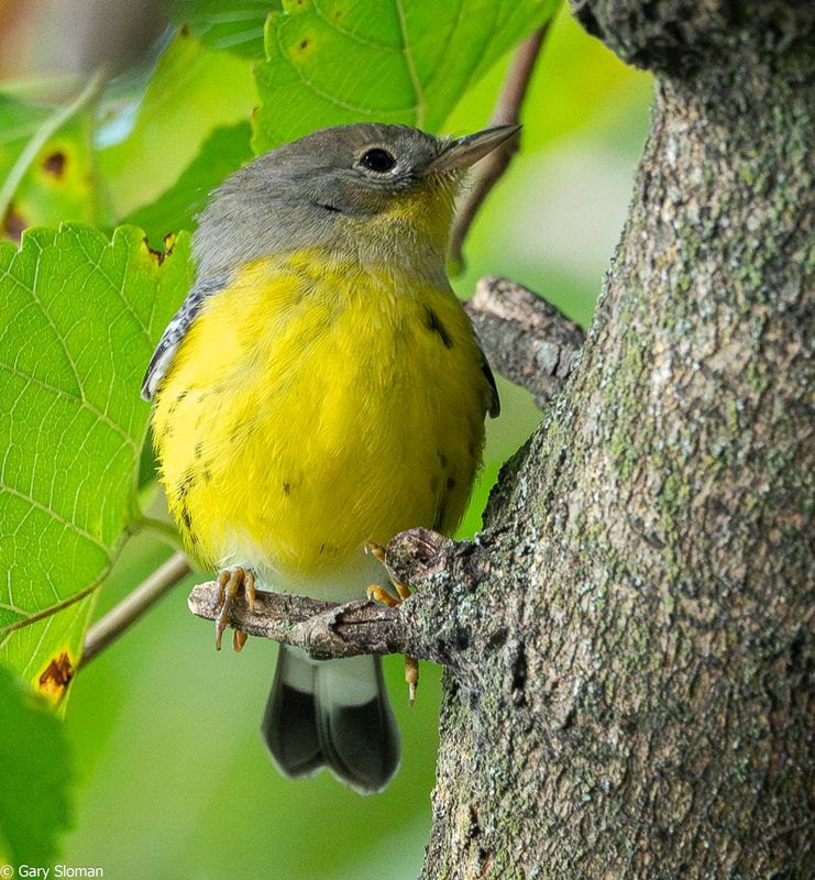 Magnolia Warbler