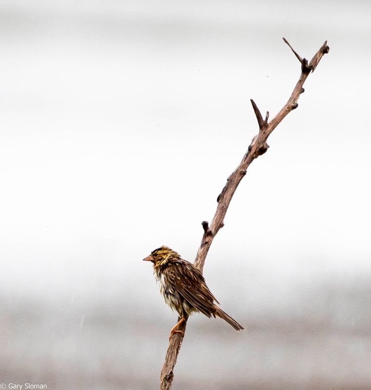 House Sparrow