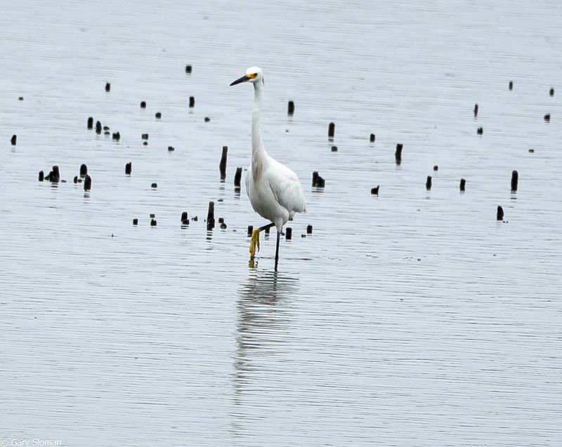 Snowy Egret