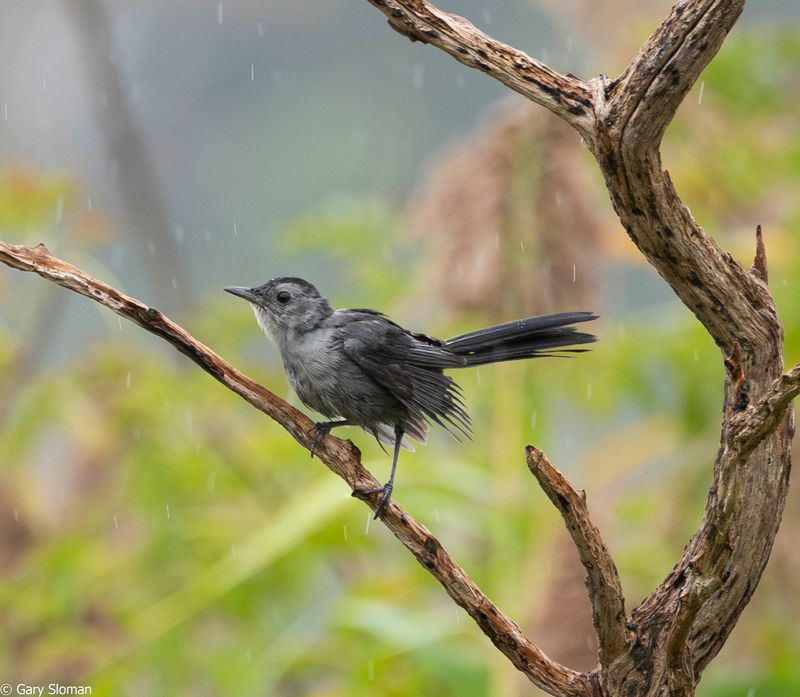 Catbird