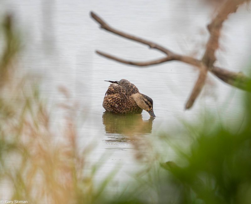 Mallard