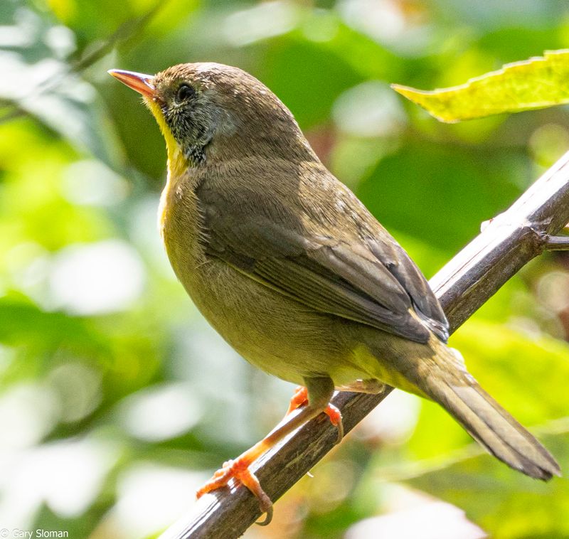 Common Yellowthroat