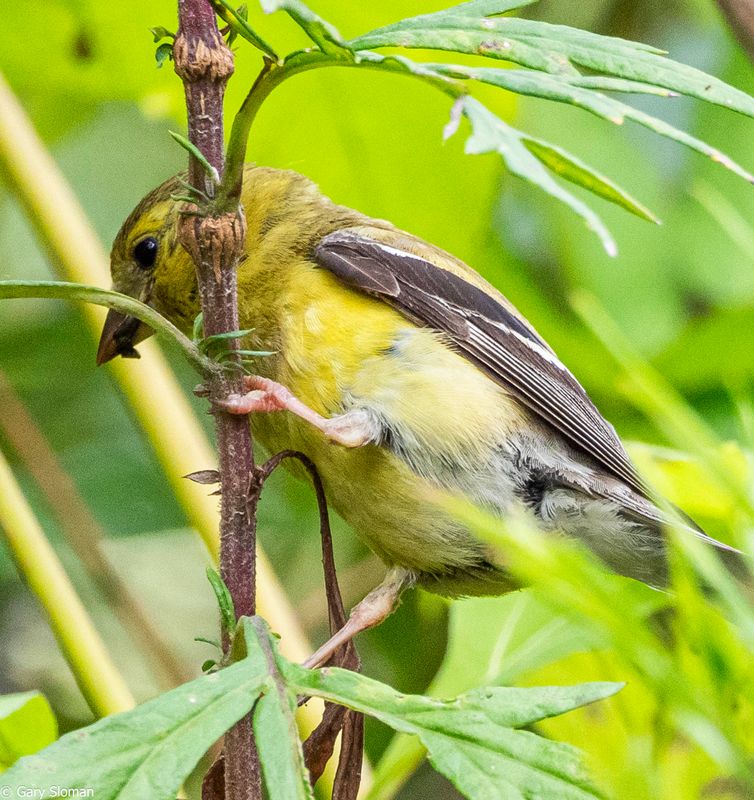 Lesser Goldfinch - Female ?