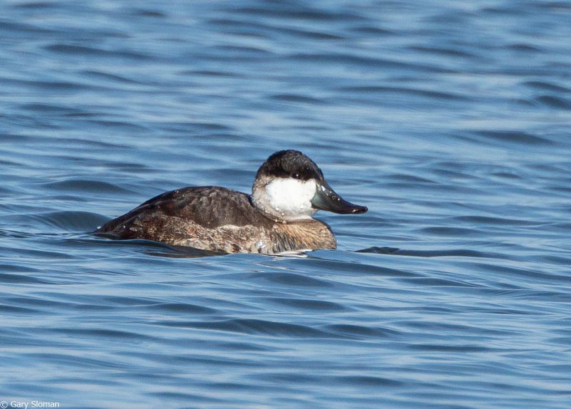 Ruddy Duck