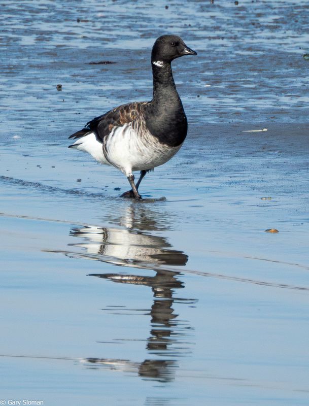 Atlantic Brant